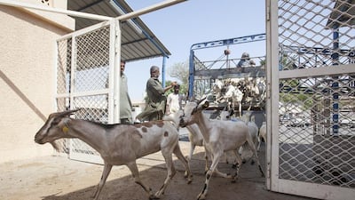 An end to Iranian imports plus rising transport costs have led to an increase in the cost of sacrificial livestock for Eid, say traders at Mina Animal Market, Abu Dhabi. Customers have been surprised at increases of up to 50 per cent in some cases. Mona Al Marzooqi / The National
