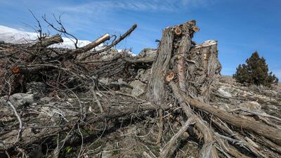 A knock-on effect of the crisis has been a rise in illegal logging for firewood and a lack of funding to those who can prevent it