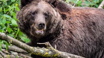 Hibernating brown bears have provided an insight into thrombosis prevention during extended immobilisation. PA