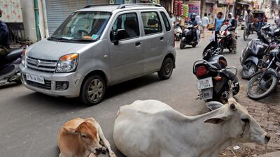 Cows resting on a road in Allahabad, India. While cows are venerated bu Hindus in India, many are actually frequently mistreated, housed miserably, or left to fend for themselves. Rajesh Kumar Singh / AP