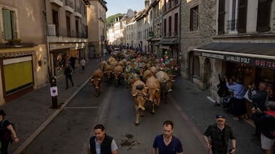 A herd of cows makes its way along a street as Gabriel Attal, out of shot, general secretary of French centrist party Renaissance, attends a transhumance (livestock migration) event in the village of Saint-Geniez-d'Olt-et-d'Aubrac, in Aveyron, southern France, on May 23, 2026. Mr Attal, once France's youngest prime minister, said on May 22 he would run for president next year. AFP