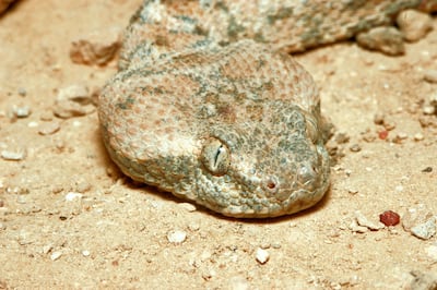 False-horned viper. Alamy