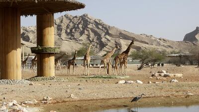 Giraffes roam in their habitat at Al Ain Zoo. Christopher Pike / The National