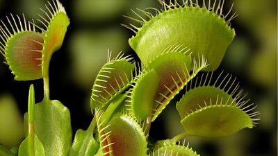 Dubai is now home to the carnivorous Venus flytrap. Photo: The Green Planet