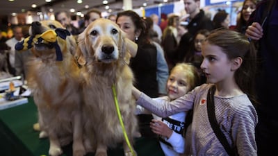 Two proud as punch Golden Retrievers at the 10th Annual Meet the Breeds event as the The American Kennel Club and Westminster Kennel Club present Meet & Compete on February 9, 2019, at Piers 92 and 94 in New York. Photo: AFP