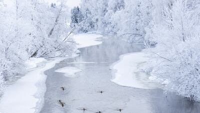 Ducks swim in a river, surrounded by ice and snow-covered trees, in Nittedal, north of Oslo, Norway. Reuters