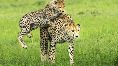 Courtesy Cartoon Art Gallery