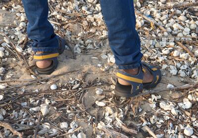 The shells of hatched turtle eggs serve as fertiliser for vegetation along the coast. Taniya Dutta / The National