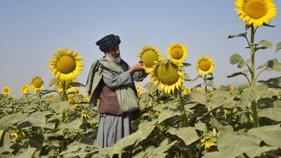 An Afghan farmer at work in a sunflower field in the Panjwai district of Kandahar province. AFP