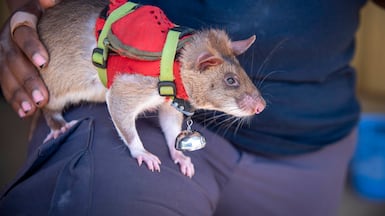 Giant rats could soon fight against the illegal wildlife trade by sniffing out elephant tusk and rhino horn. Photo: APOPO