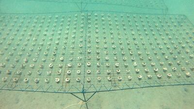 The first phase of a three-year project includes selecting nursery sites to ensure a protected environment for growth.