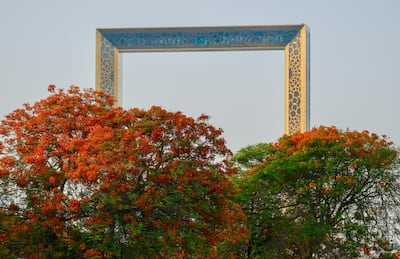 The presence of the flame tree makes for a picture perfect image of the landmark Dubai Frame. Photo: Dubai Media Office