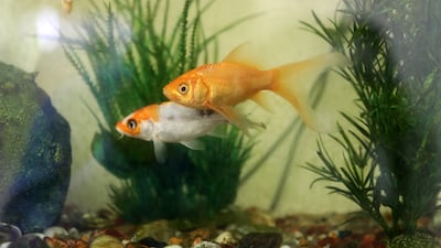 Ms Wright has an aquarium at home.