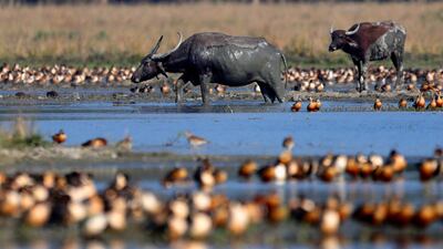 An Asiatic wild buffalo walks in a wetland in Pobitora wildlife sanctuary on the outskirts in Gauhati, India. AP Photo