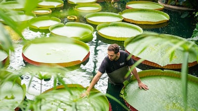 Giant water lilies Victoria Amazonica, the world's largest.