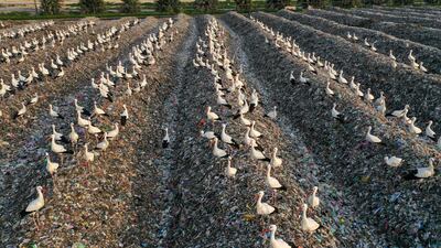 Storks gather over plastic recyclable material at the Tovlan landfill in the Jordan Valley, in the Israeli-occupied West Bank, on February 18, 2022. (Photo by MENAHEM KAHANA / AFP)