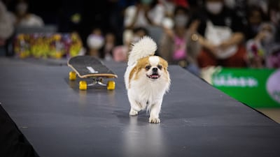 Hunter jumps off of his skateboard and runs towards his owner
