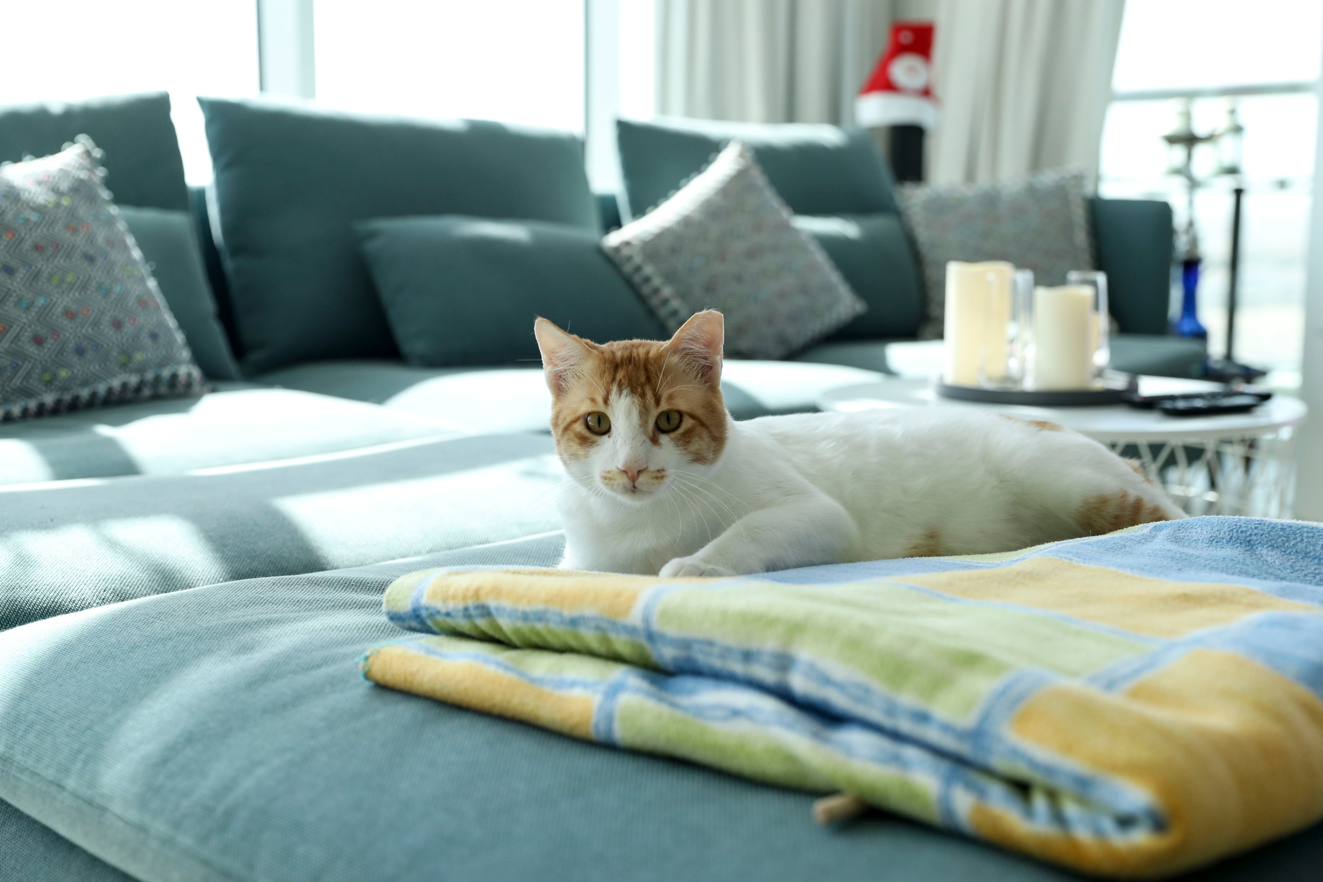Image linked from the original feed: Where to adopt a cat in the UAE, from rescue groups to government shelters