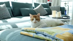 There are numerous rescue groups and adoption centres across the UAE where cats are waiting for their forever homes. Khushnum Bhandari / The National