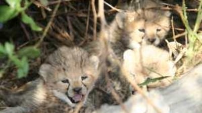 Cheetah cubs born in captivity relax in the shade at the Sheikh Butti bin Juma Al Maktoum Wildlife Centre in Dubai.