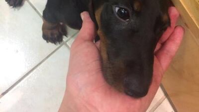 Jarryd Goodman bought a dachshund puppy from Petholics for Dh5,000 but soon discovered it had parvo virus, a highly-contagious disease that can be fatal.