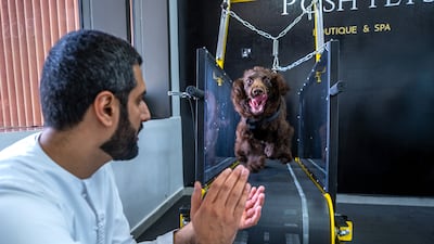 Posh Pets owner Mansoor Al Hammadi encourages Gucci on the treadmill.