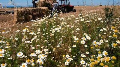 Al Dahra Agricultural Company plans to use the 20,000 hectares which it has bought in Serbia to grow hay, animal feed, wheat, corn and alfalfa from next year.