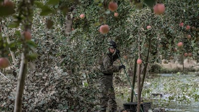 A soldier from Japan's Self Defence Force searches an apple orchard for bodies after heavy flooding caused by Typhoon Hagibis in Hoyasu near Nagano, Japan. Japan has mobilised over 100,000 rescue workers after Typhoon Hagibis, the most powerful storm in decades, swept across the country killing 66 people and leaving thousands injured and homeless. Getty Images