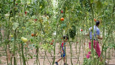 A child and a man pick tomatoes at an organic farm in Al Rahba, Abu Dhabi. Reem Mohammed / The National
