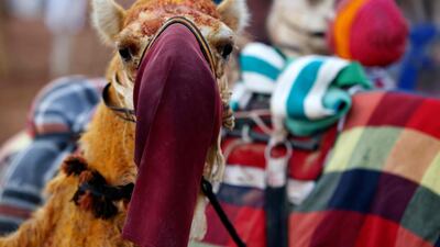 Camels taking part in a race are gathered by the track. AFP