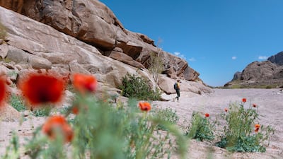 Desert poppies in Neom's Nature Reserve region