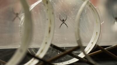 Silver garden spider sit in their webs at Cheryl Hayashi's lab at the American Museum of Natural History in New York. AP