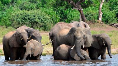 Elephants drinking water in Chobe, Botswana. The country's government says it has lifted its ban on elephant hunting, a decision that is likely to bring protests from wildlife protection groups. AP
