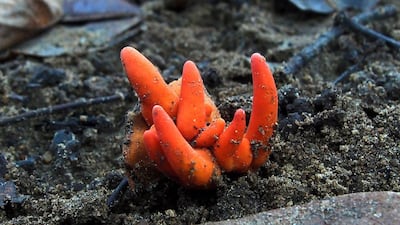 Poison Fire Coral fungus growing in Redlynch Valley, a suburb of Cairns. AFP / Ray Palmer/ James Cook University Australia.