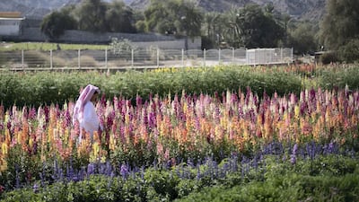 Mohammed Al Mazroui on his flower farm in Asimah Valley, Fujairah. Reem Mohammed / The National