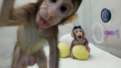 Cloned monkeys Zhong Zhong and Hua Hua are seen at the non-human primate facility at the Chinese Academy of Sciences in Shanghai, China January 20, 2018, in this picture provided by Chinese Academy of Sciences and released by China Daily. China Daily via REUTERS ATTENTION EDITORS - THIS IMAGE WAS PROVIDED BY A THIRD PARTY. CHINA OUT. TPX IMAGES OF THE DAY - RC1185C0A810