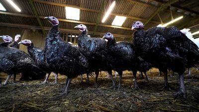 Britain's food industry has warned that millions of animals will be destroyed and shop shelves will be short of supplies unless the government takes urgent action. Getty Images