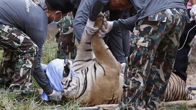 Thai National Park officials move a tiger after it was tranquillised to be moved from the Tiger Temple in Kanchanaburi province, Thailand. Narong Sangnak / European Pressphoto Agency