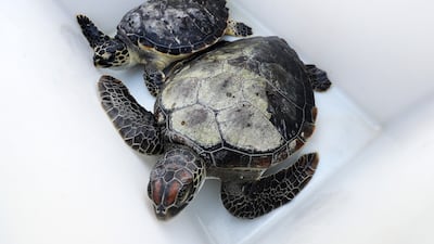 The Dubai Turtle Rehabilitation Project was launched in 2004