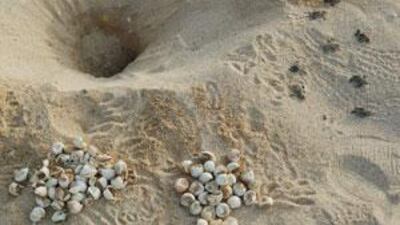 Turtles lay eggs on UAE beaches, below, where the hatchlings emerge, above.
