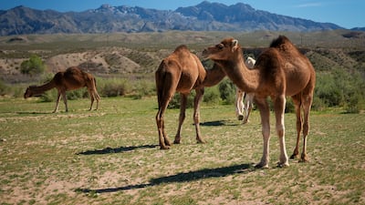 A group of camels wander the Mojave Desert in the US state of Nevada (Joshua Longmore / The National)