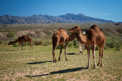 The ship of the Mojave Desert