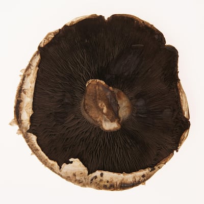 Portobello mushrooms have gained medicinal status for their high mineral and vitamin content