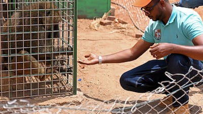Mr Salih feeds a baboon.