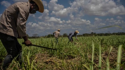 Sugar cane farmers in Cuba. Sugar was the only commodity to post a year-on-year price increase in March. AP Photo