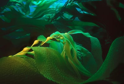 Kelp is a naturally sustainable material. Getty Images