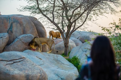 Al Ain Zoo is one of the UAE’s largest wildlife parks. Photo: Al Ain Zoo