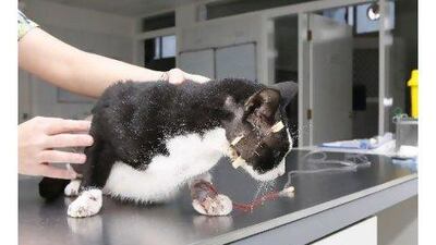 Multiple airgun wounds inflicted on Mickey, shown here after surgery, led one letter-writer to call for punishment when the shooter is caught, but another letter emphasises psychological treatment. Jeffrey E Biteng / The National