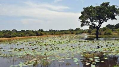 A wetland in Yala National Park, Sri Lanka.