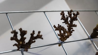 Coral reefs provide a crucial habitat but are under threat from rising sea surface temperatures, which makes them more susceptible to disease and mortality. Antonie Robertson / The National